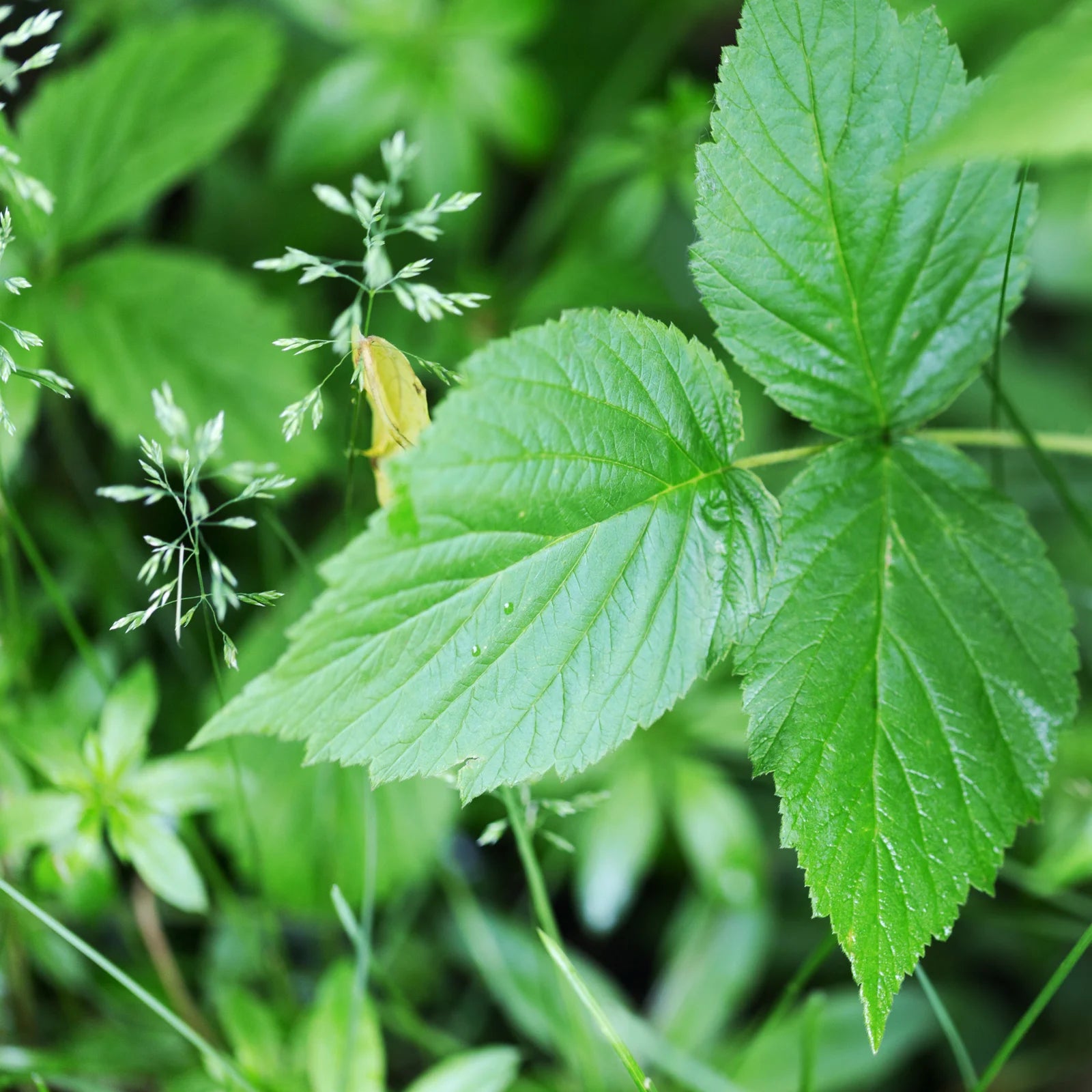 Centella Hyaluronic Acid Cream