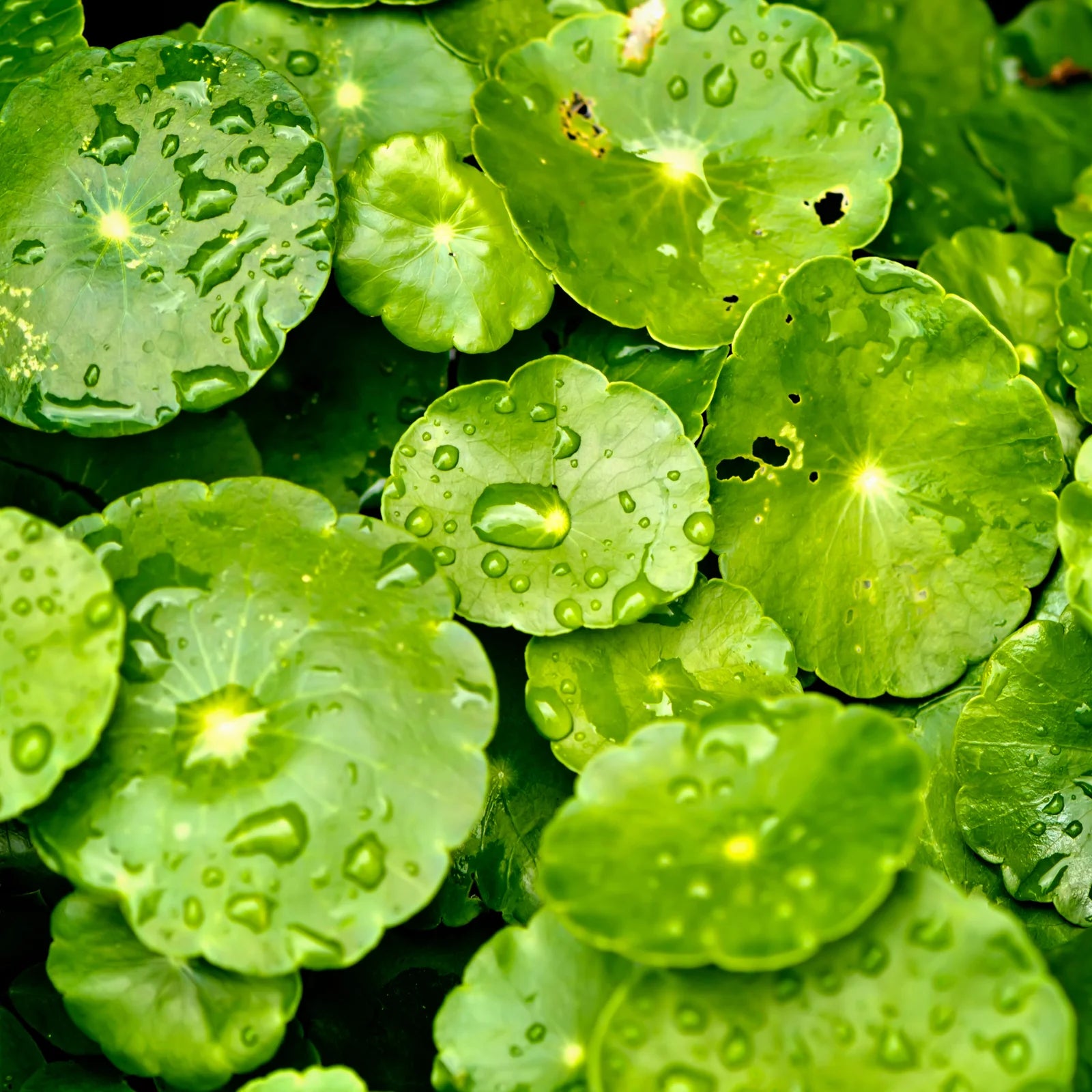 Centella Hyaluronic Acid Toner