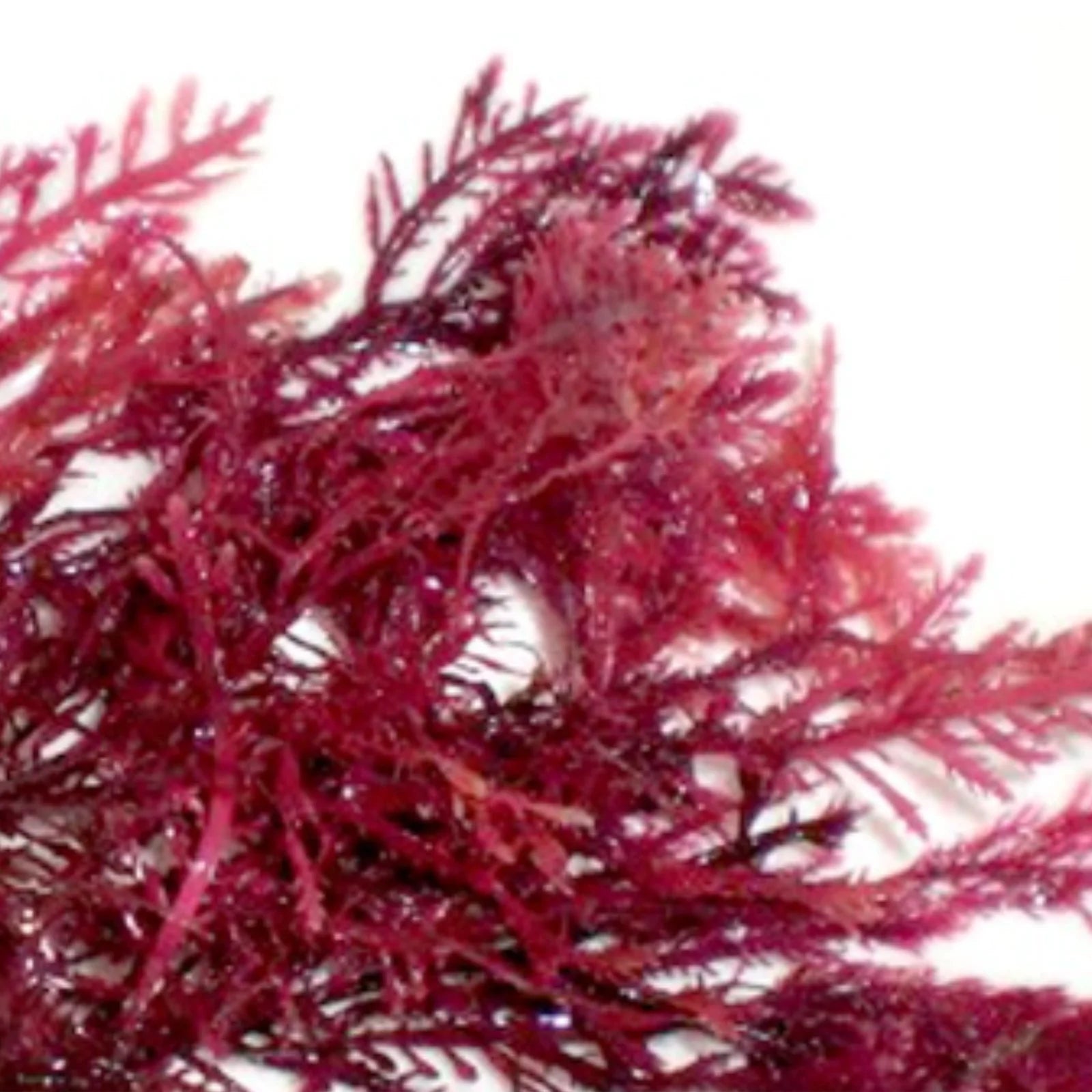 Pore Purifying Toner